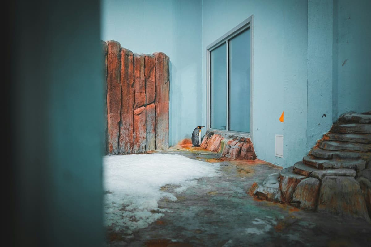A penguin stands near a window in its enclosure